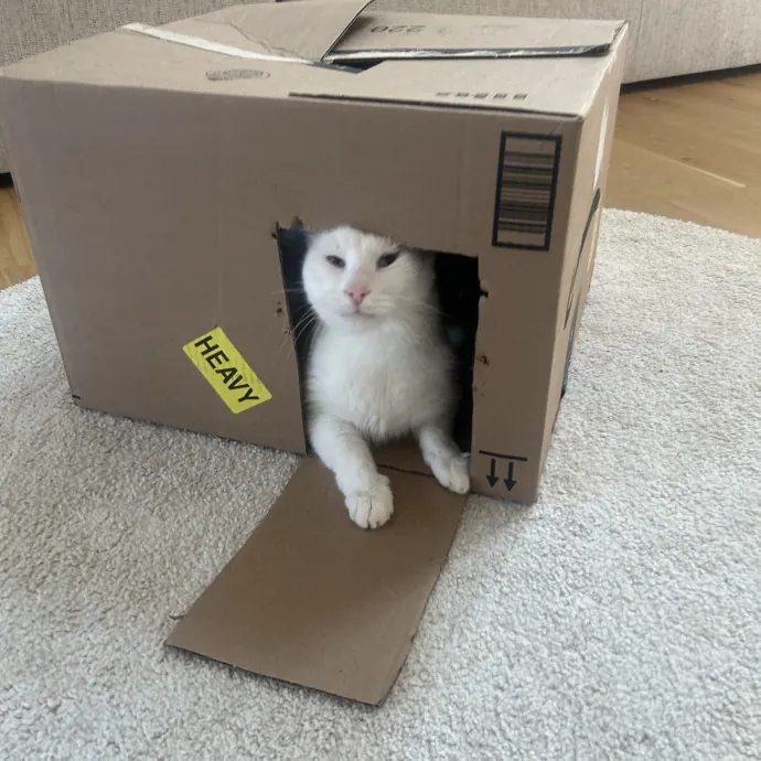 Compassionate Cat Sitter In Winston