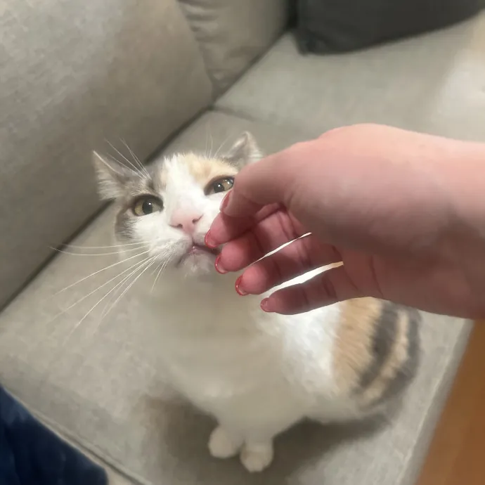 Compassionate Cat Sitter In Winston