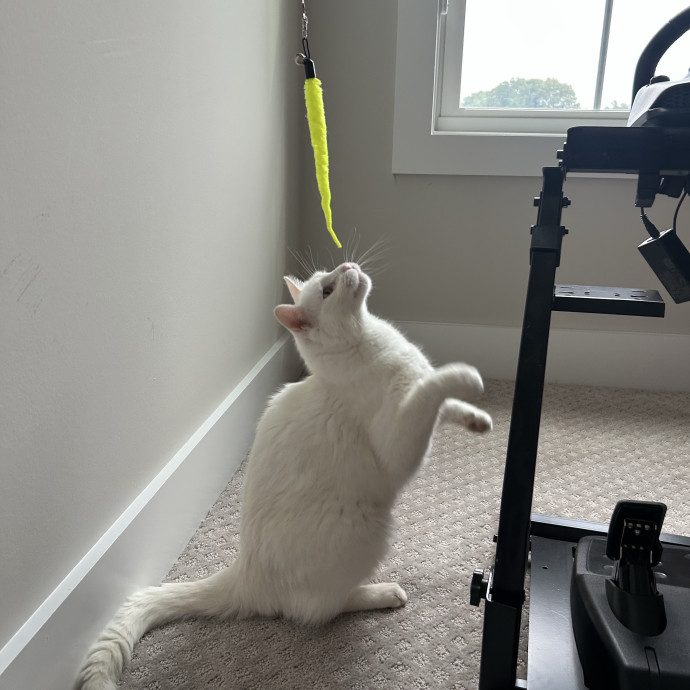 Compassionate Cat Sitter In Winston