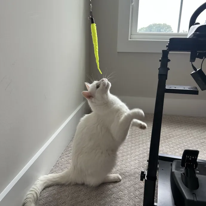 Compassionate Cat Sitter In Winston