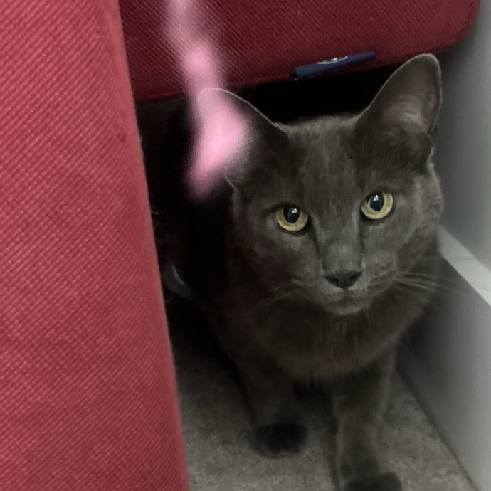 Compassionate Cat Sitter In Winston