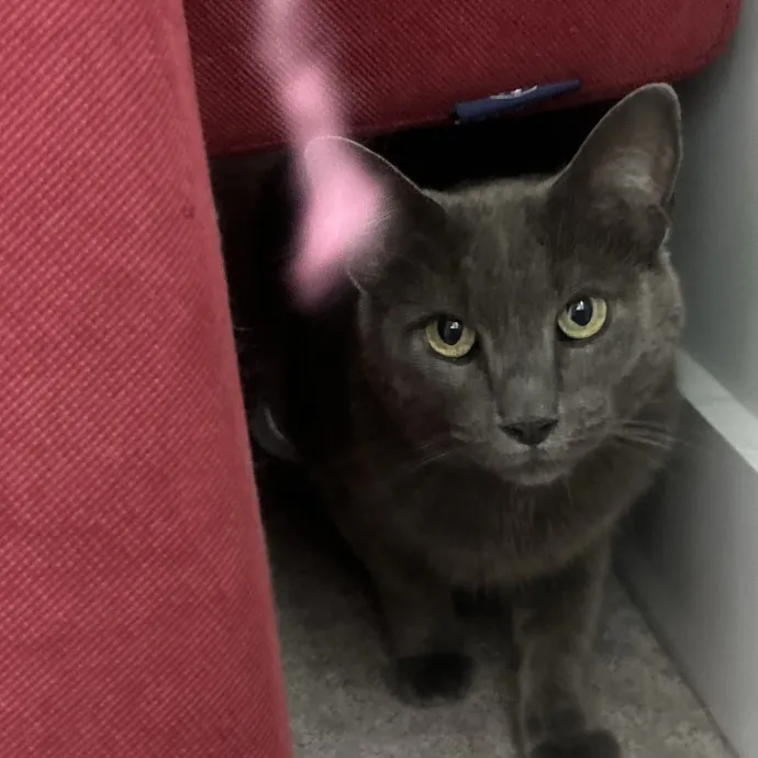 Compassionate Cat Sitter In Winston