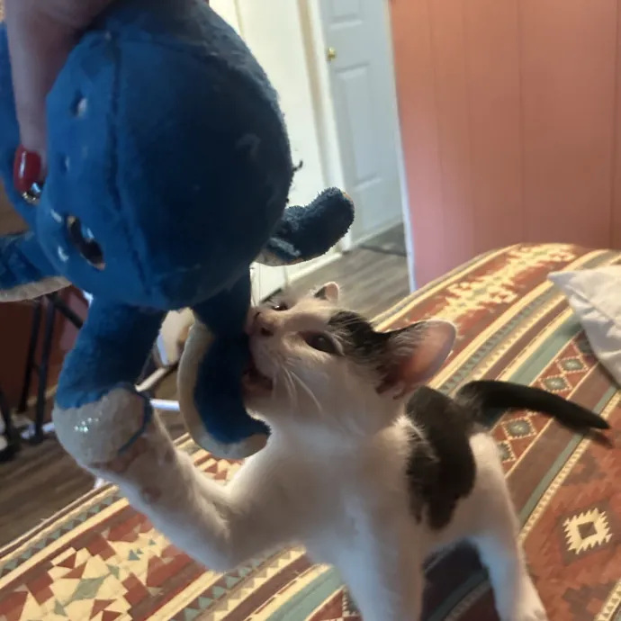 Compassionate Cat Sitter In Winston