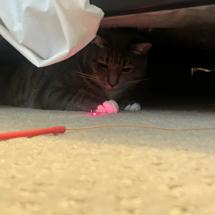 Compassionate Cat Sitter In Winston