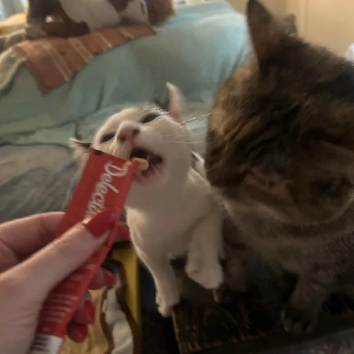 Compassionate Cat Sitter In Winston