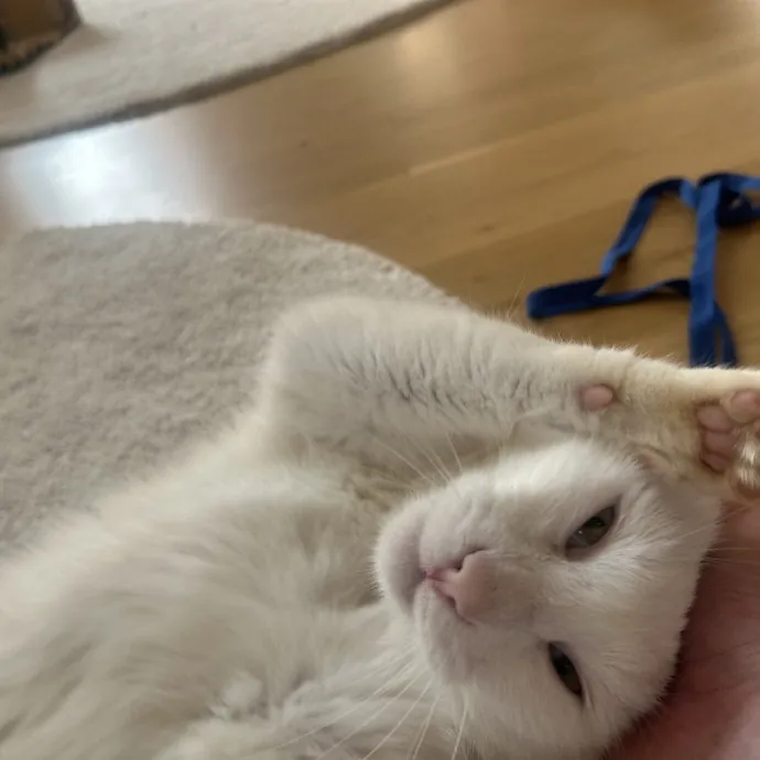 Compassionate Cat Sitter In Winston