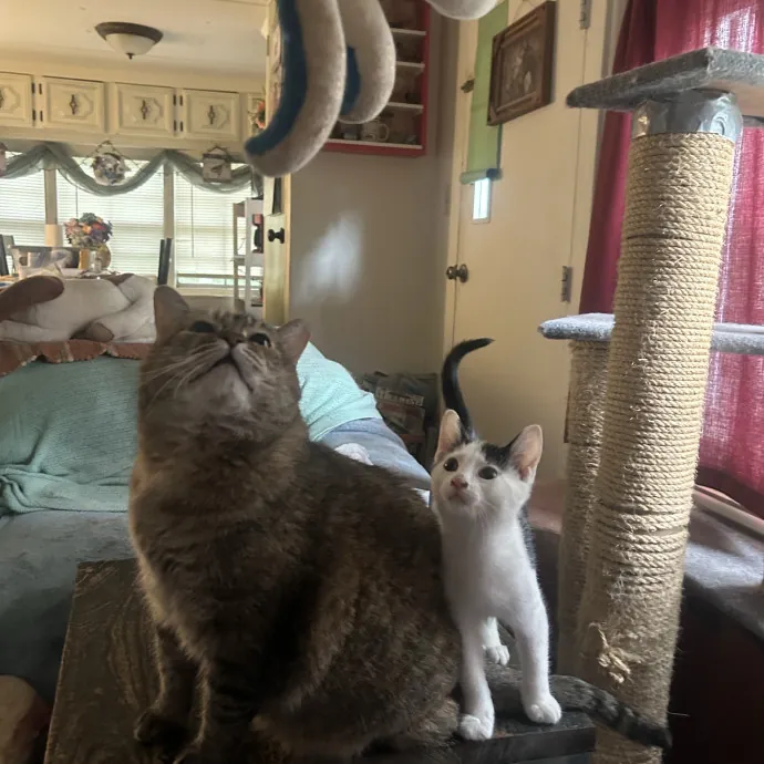 Compassionate Cat Sitter In Winston