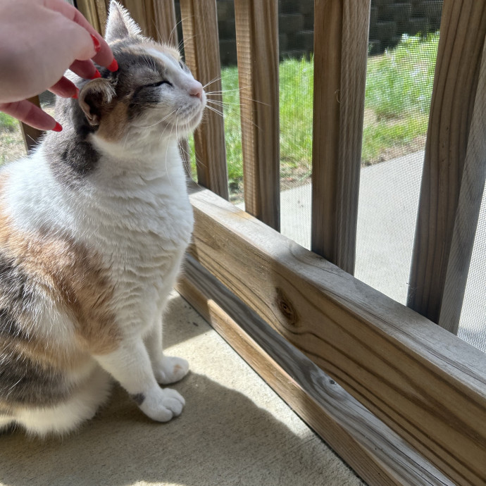 Compassionate Cat Sitter In Winston