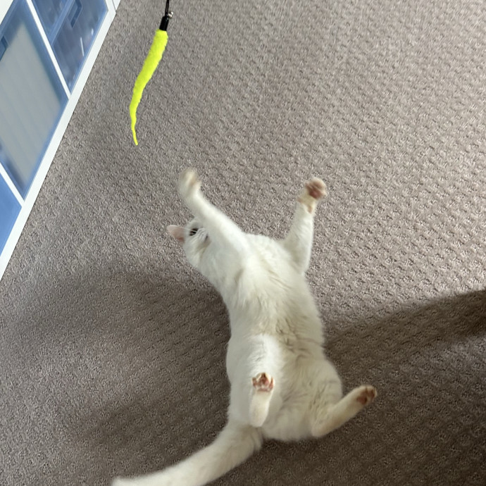Compassionate Cat Sitter In Winston