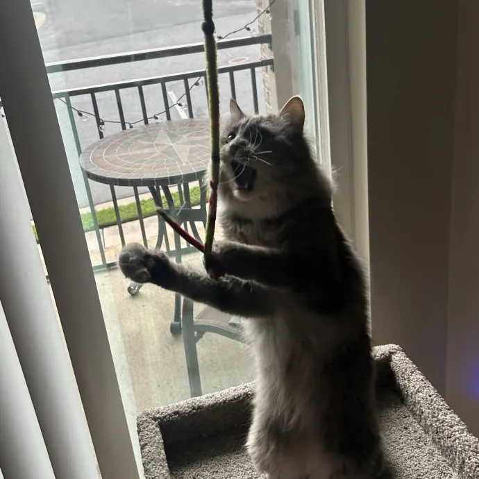 Compassionate Cat Sitter In Winston