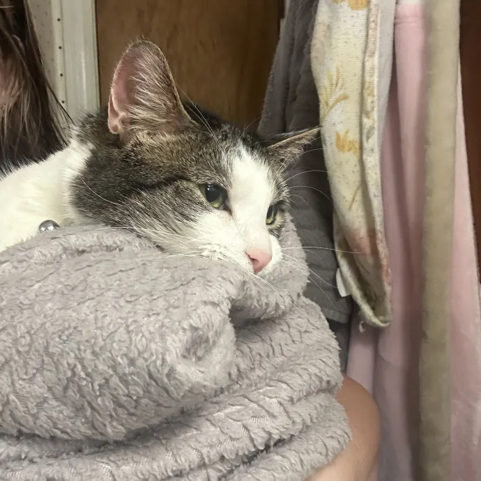 Compassionate Cat Sitter In Winston photo 4