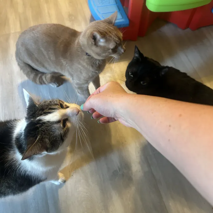 Compassionate Cat Sitter In Winston photo 3