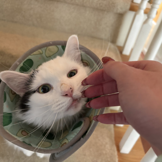 Compassionate Cat Sitter In Winston photo 2