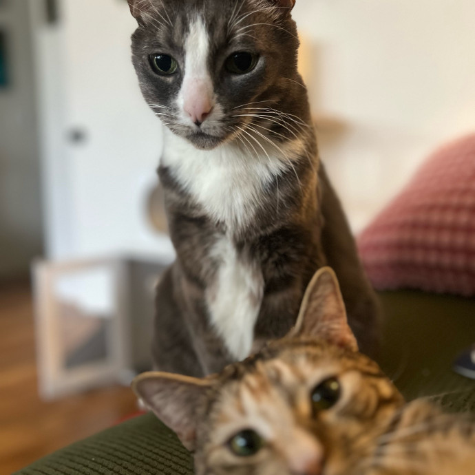 My Two Cats Say I'm Awesome