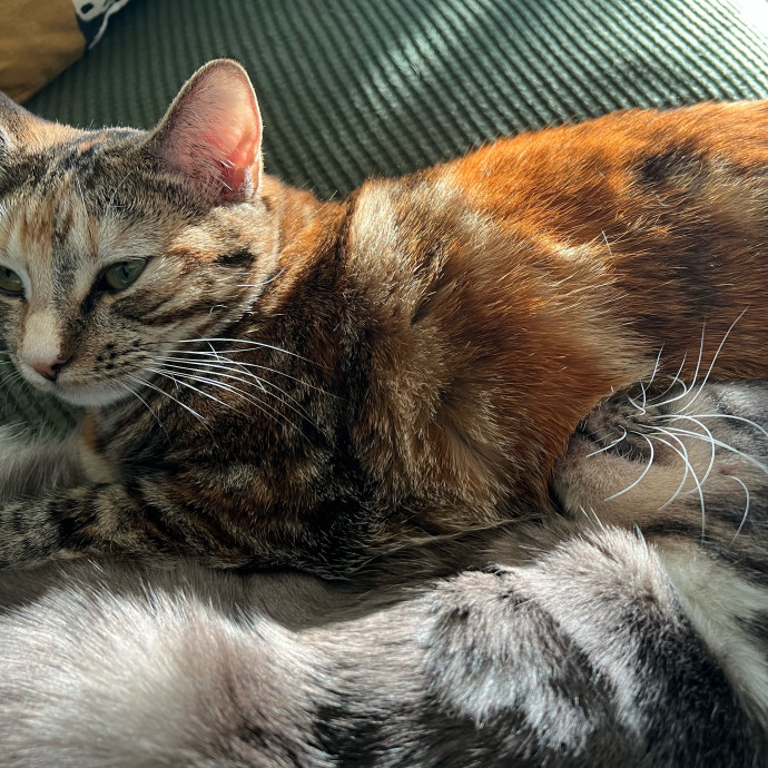 My Two Cats Say I'm Awesome