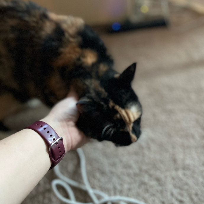 My Two Cats Say I'm Awesome