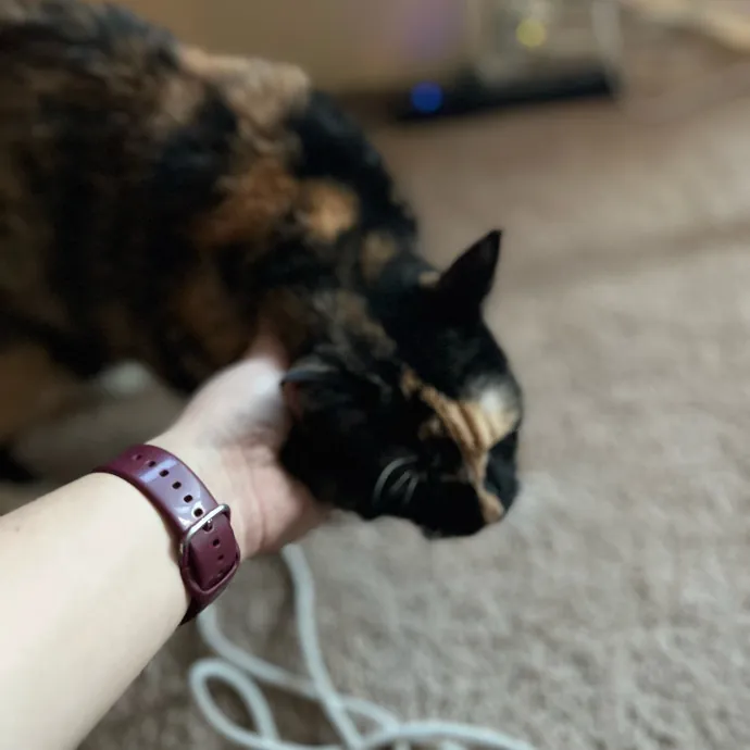My Two Cats Say I'm Awesome
