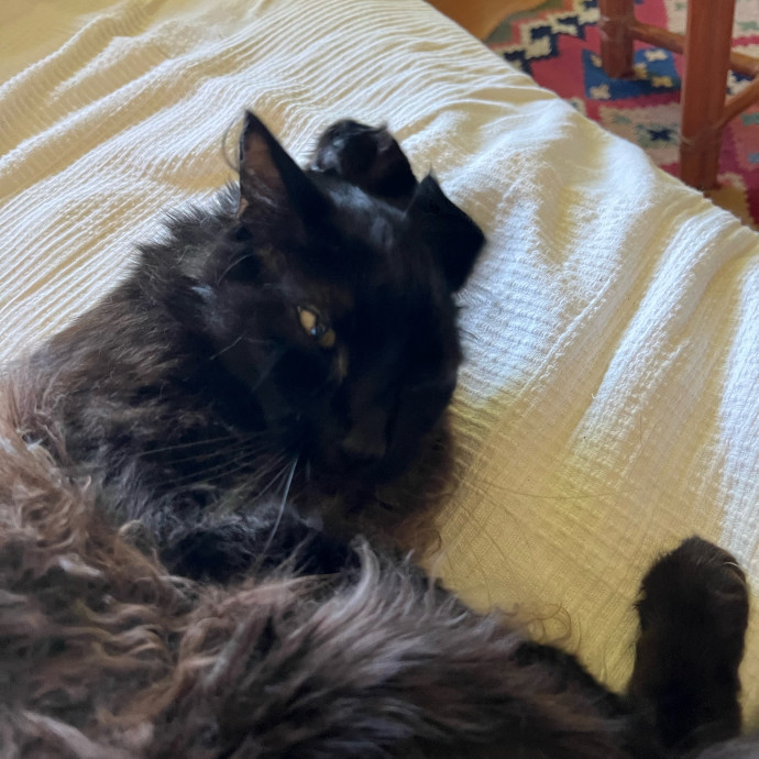 My Two Cats Say I'm Awesome