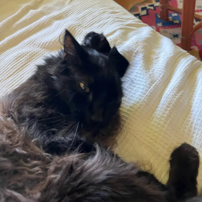 My Two Cats Say I'm Awesome