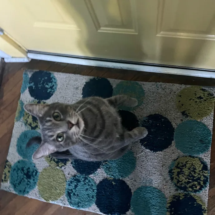 My Two Cats Say I'm Awesome