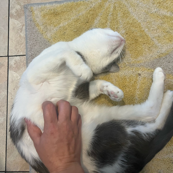 My Two Cats Say I'm Awesome