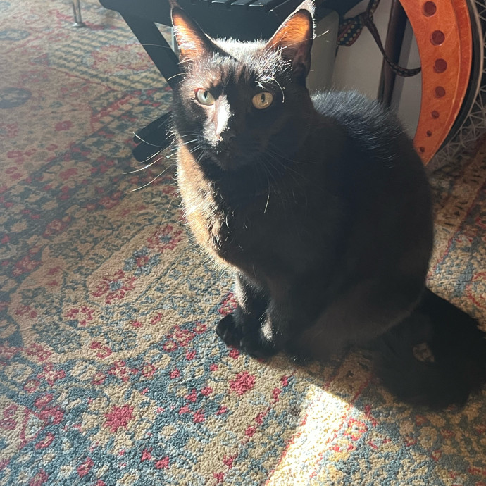 My Two Cats Say I'm Awesome