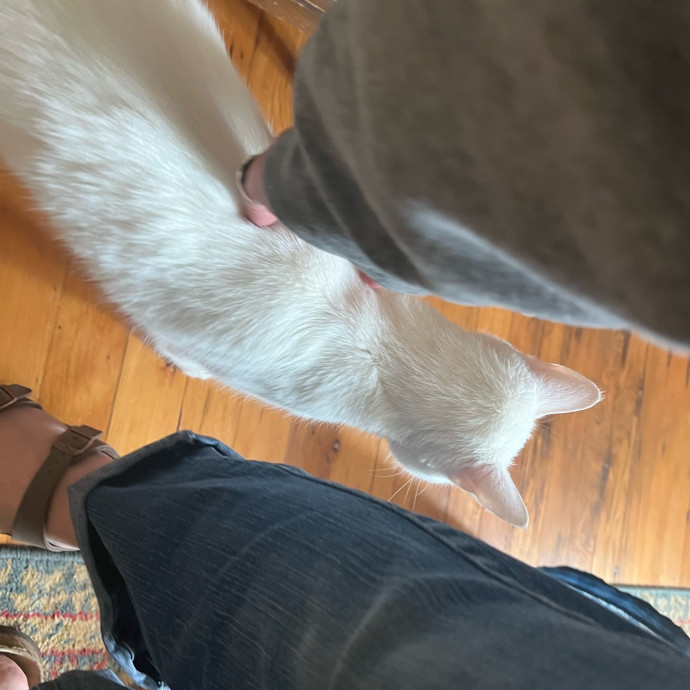 My Two Cats Say I'm Awesome