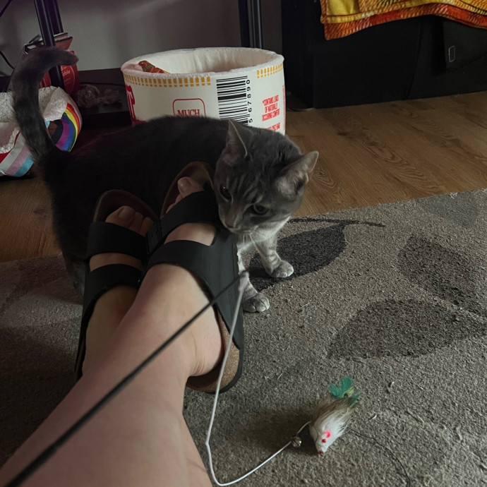 My Two Cats Say I'm Awesome