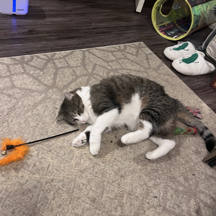 My Two Cats Say I'm Awesome