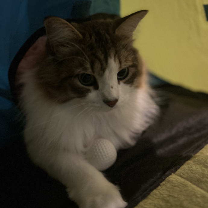 My Two Cats Say I'm Awesome photo 3