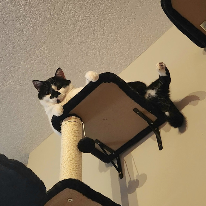A Kind Cat Lady