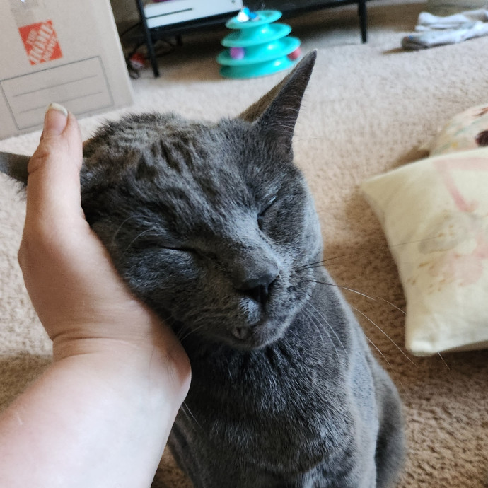 A Kind Cat Lady