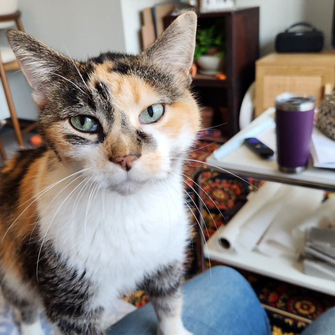 A Kind Cat Lady