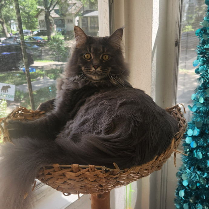 A Kind Cat Lady