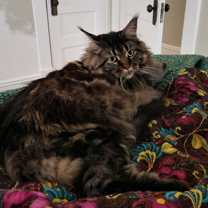 A Kind Cat Lady