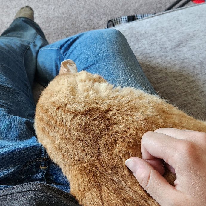 A Kind Cat Lady
