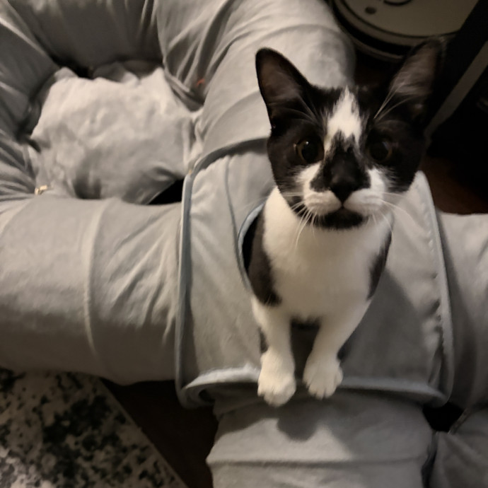 A True Cat Lady