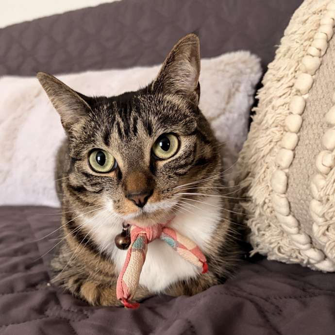 A True Cat Lady photo 2