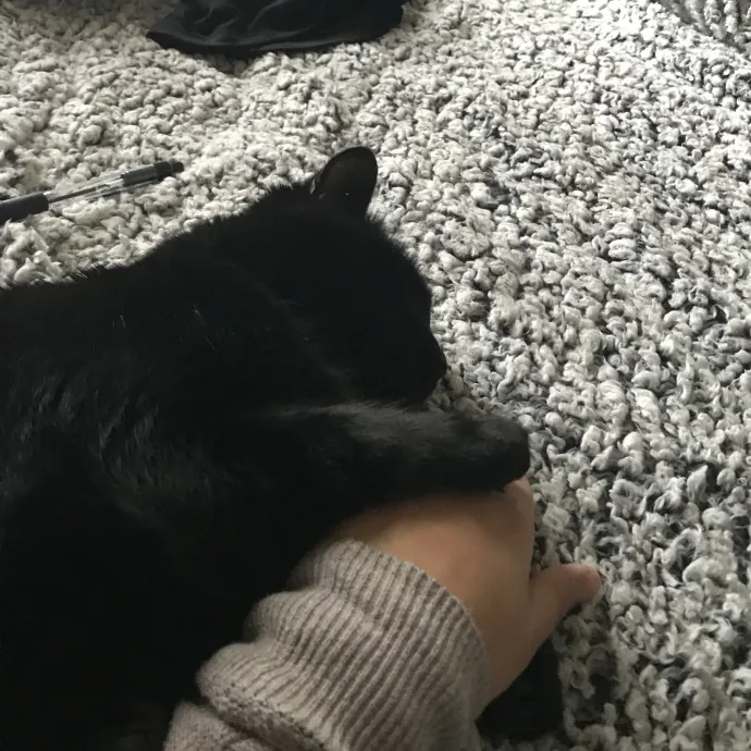 Your Cats Temporary Bff