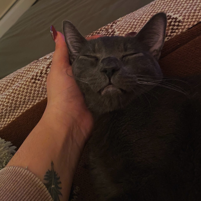 Your Cats Temporary Bff
