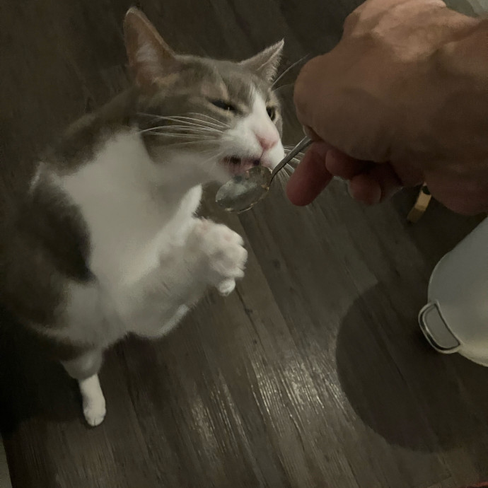 Calm Cat Dad For Rent