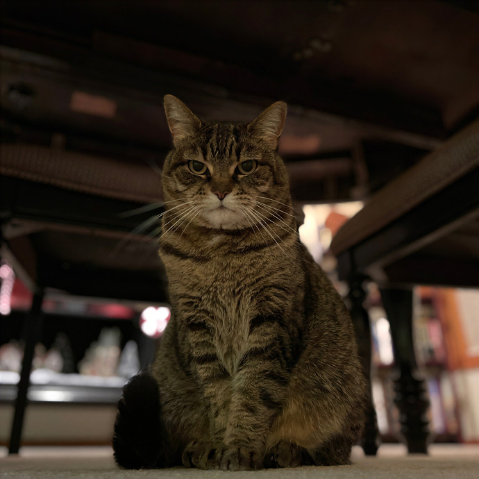 Kat's Sitting