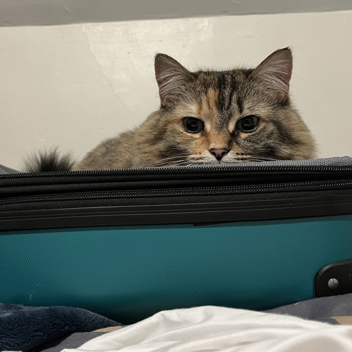 Calm Cat Care