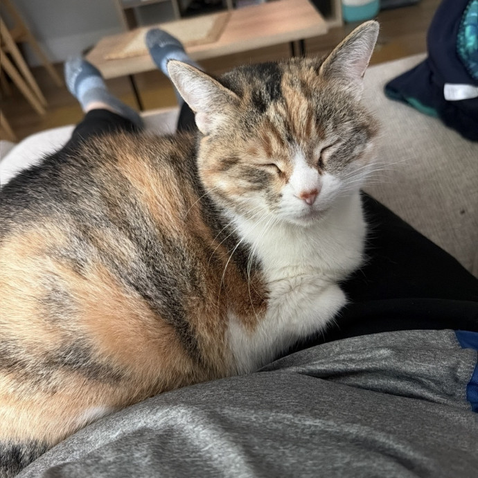 Calm Cat Care photo 3
