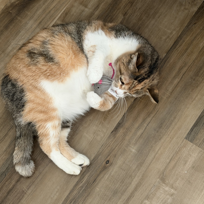 Calm Cat Care photo 2