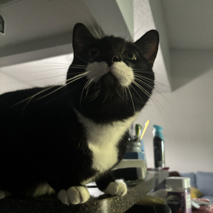 1 Cat Fan I Am Reliable  Flexible