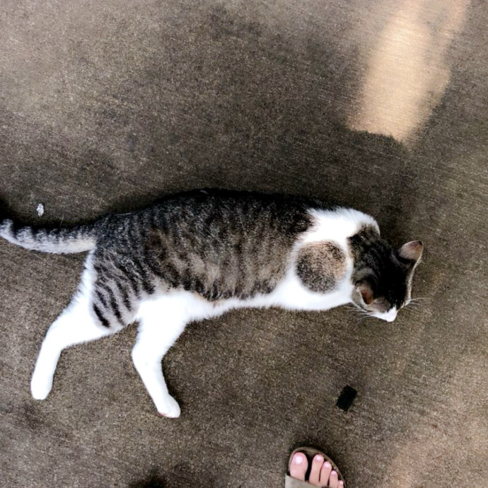 1 Cat Fan I Am Reliable  Flexible