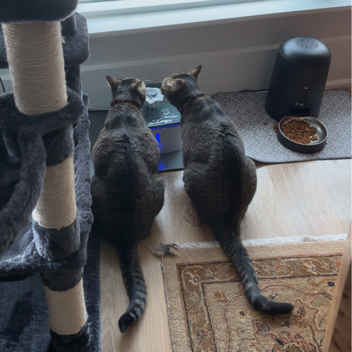 1 Cat Fan I Am Reliable  Flexible