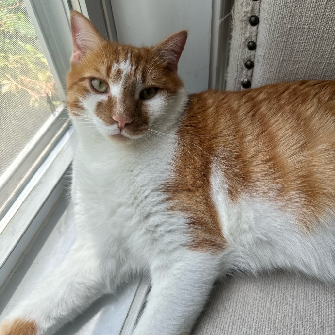 Kiki's Kitty Sitty