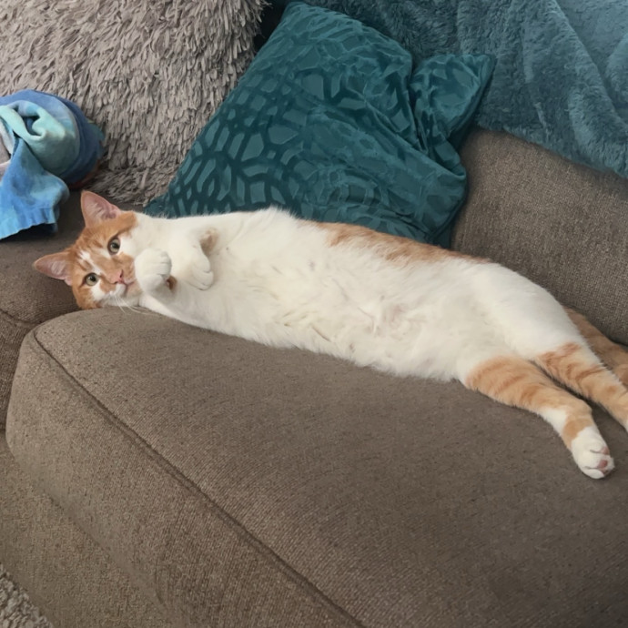 Kiki's Kitty Sitty